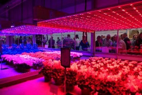 LED lighting can significantly reduce greenhouse horticulture energy consumption