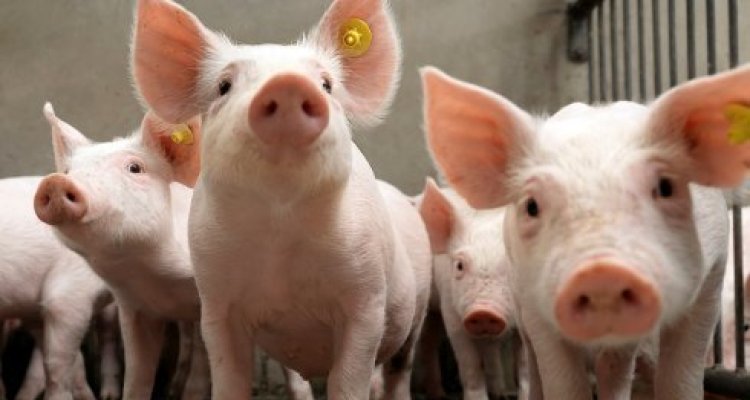 Streptococcus suis disease in pigs