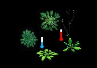 Immink Group – Molecular control of flowering and reproduction of plants