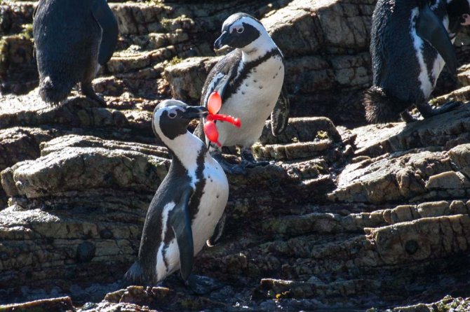 Speels gedrag, in dit geval van een Zwartvoet Pinguin (Speniscus demersus) in Zuid Afrika, kan tot verstrikking of het inslikken van ballonnen leiden.