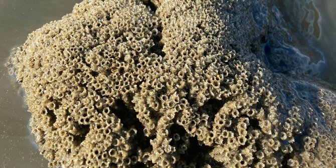 Sandcastle worm klein.jpg