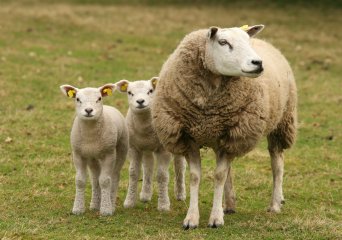 Het Schmallenbergvirus kan kleine herkauwers zoals schapen besmetten