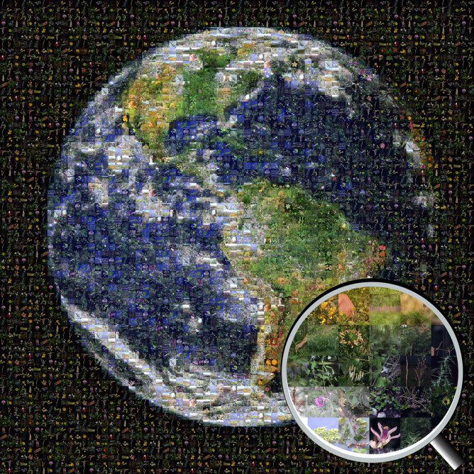 Een mozaïek met in totaal 367 foto’s waarvan 360 geïntroduceerde, genaturaliseerde of invasieve plantensoorten uit de hele wereld. Het mozaïek is samengesteld door Daniel Nickrent met gebruik van EasyMoza software, gebaseerd op een foto van planeet aarde uit het publieke domein. 