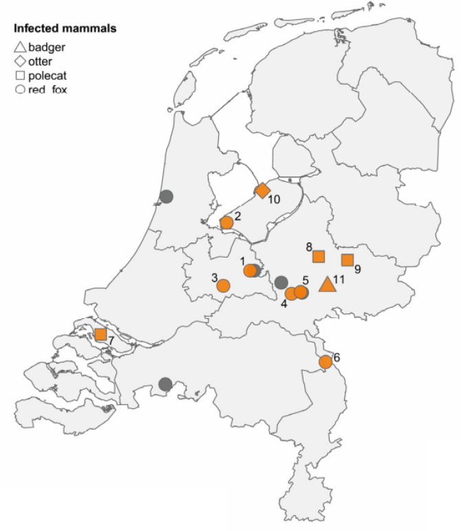 Gevonden zoogdieren met H5N1 vogelgriep in Nederland (Pathogens, vol.12, issue 2)