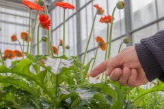 Projects of Wageningen UR Greenhouse Horticulture