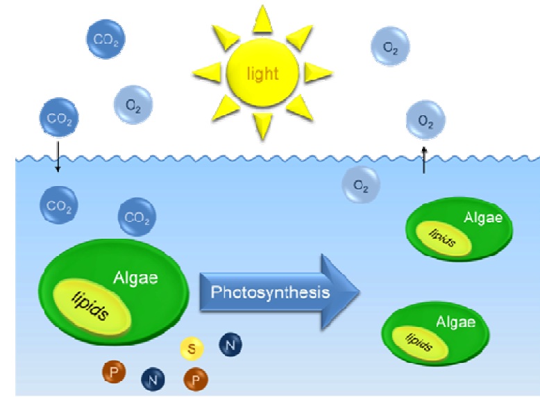 How Oxygen Gas Is Produced During Photosynthesis?