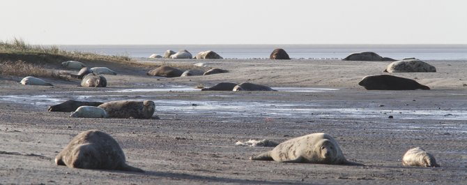 De meeste zeehonden en pups op Griend liggen aan de noordwestkant. Links vooraan ligt een mannetje. 