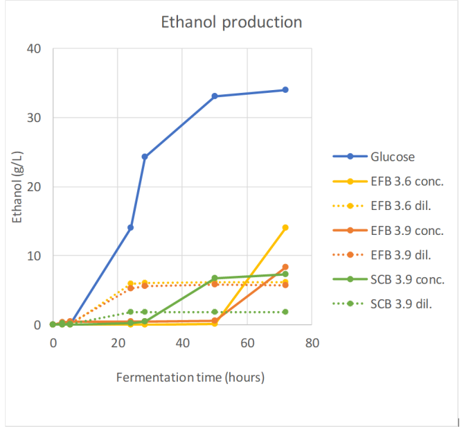 Figure 4 Production of ethanol with yeast from hydrolysates of pretreated biomass (conc. (concentrated) and dil.(diluted) hydrolysates)