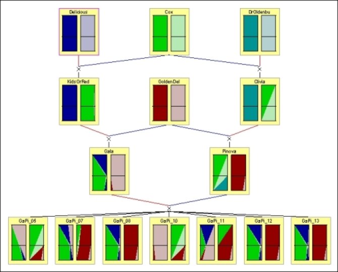 Part of an apple pedigree showing Identity-by-Descent probabilities for chromosome 1. Each color represents a different founder allele. The two rectangles in each individual represent the maternally and paternally inherited chromosome. The vertical dimension of each rectangle corresponds to the positions along the linkage map, while the width of a color at particular height reflects the probability that the corresponding founder allele is present at that locus on the map.