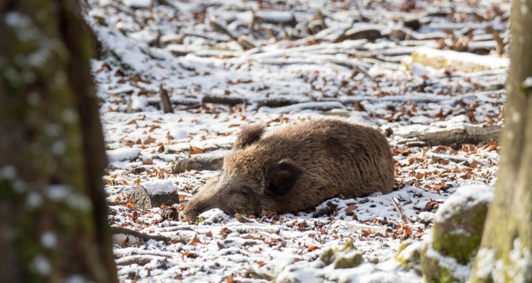 Dood wild zwijn gevonden? Afrikaanse varkenspest AVP