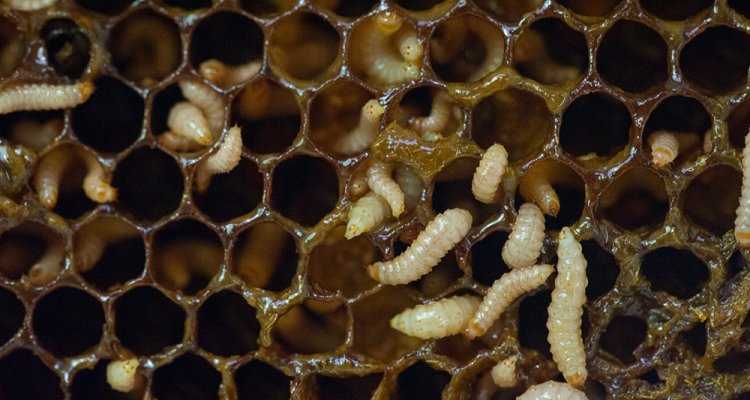 Larven van de kleine bijenkastkever. Foto: Bram Cornelissen