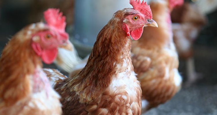 water in poultry meat