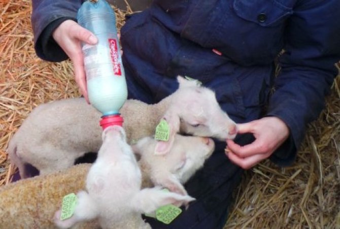 Eerste met KI verwekte lammeren geboren in fokkerijproef met melkschapen