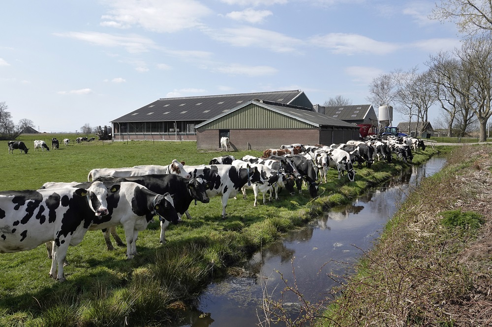 FOTO ANP / FRED HOOGERVORST  | De landbouw draagt bij aan het niet halen van de doelen van de Kaderrichtlijn Water, vooral door uitspoeling van meststoffen en bestrijdingsmiddelen