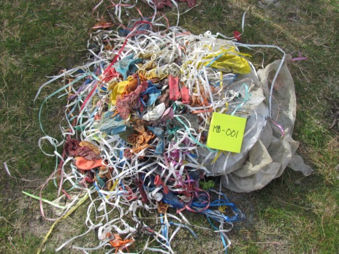 The aftermath of balloon releases on the beach: the photograph shows the balloon remains collected on just 500 meters of tidelines on the North Sea beach of island of Ameland in the Netherlands (2012). Besides ribbons and latex parts, on the right side the photograph shows a number of plastic foil (‘Mylar’) balloons, that don’t degrade at all! 