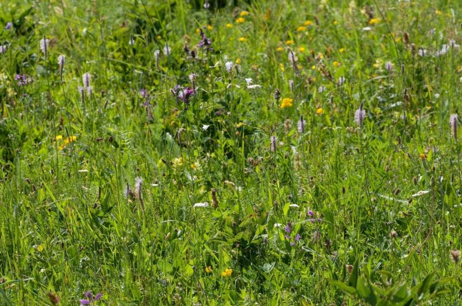 De rijkste vaatplantengemeenschap die ooit op aarde is geregistreerd op de korrelgrootte van 10 m2, 115 soorten. Een halfnatuurlijk, meso-xerisch grasland nabij Cluj-Napoca, Transsylvanië, Roemenië (Foto: J. Dengler)