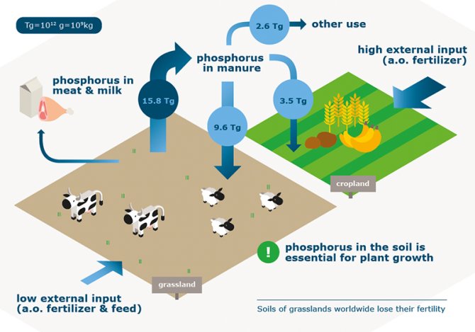 phosphorus grasslands