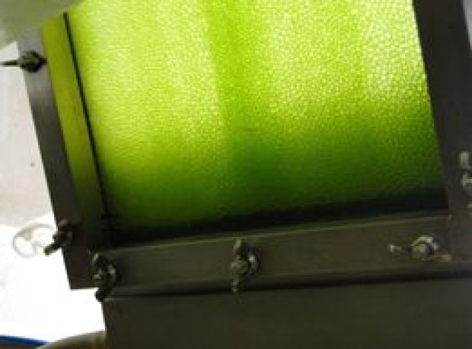 Microalgae...