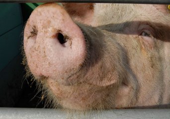 Nederland is gevrijwaard van klassieke varkenspest (KVP)