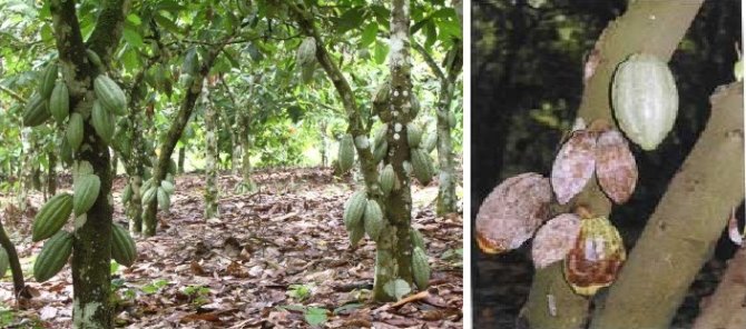 Cocoa field in Ghana. Healthy cocoa pods (left), Phytophthora megakarya infected prods (right).