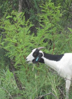 A goat browsing on an Acacia plant during direct observations