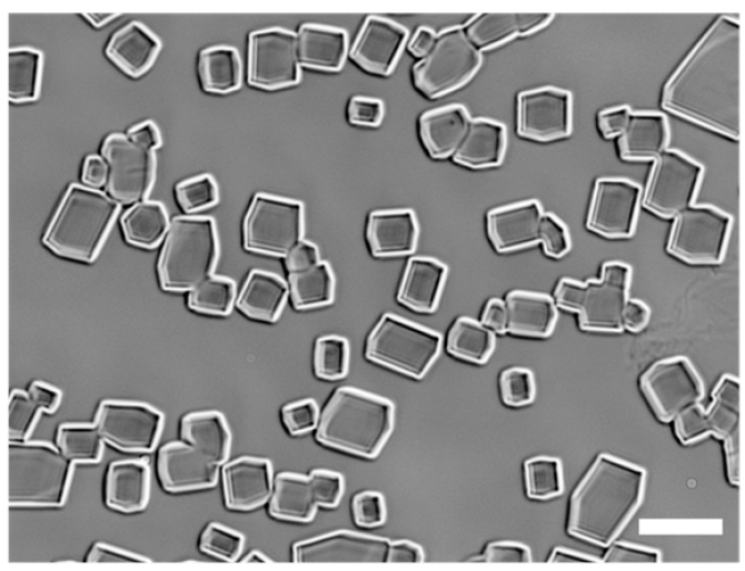 Ice crystals after the freezing and defrosting process using the WUR anti-freeze proteins. The proteins prevent the ice crystals from developing further into sharp, pointed shapes (Photo: Rob de Haas).
