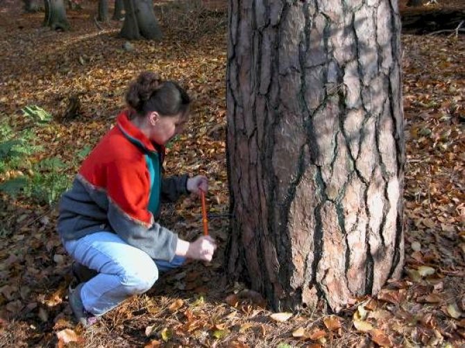 Coring a tree with an increment corer