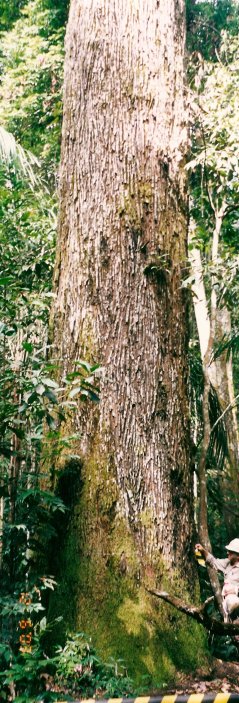 Bomen van de soort Bertholletia excelsa (de ‘paranootboom’) leveren een grote bijdrage aan de opslag en groei van biomassa, ondanks het feit dat ze minder dan één op de duizend stammen vertegenwoordigen. (foto: Rafael Salamão)
