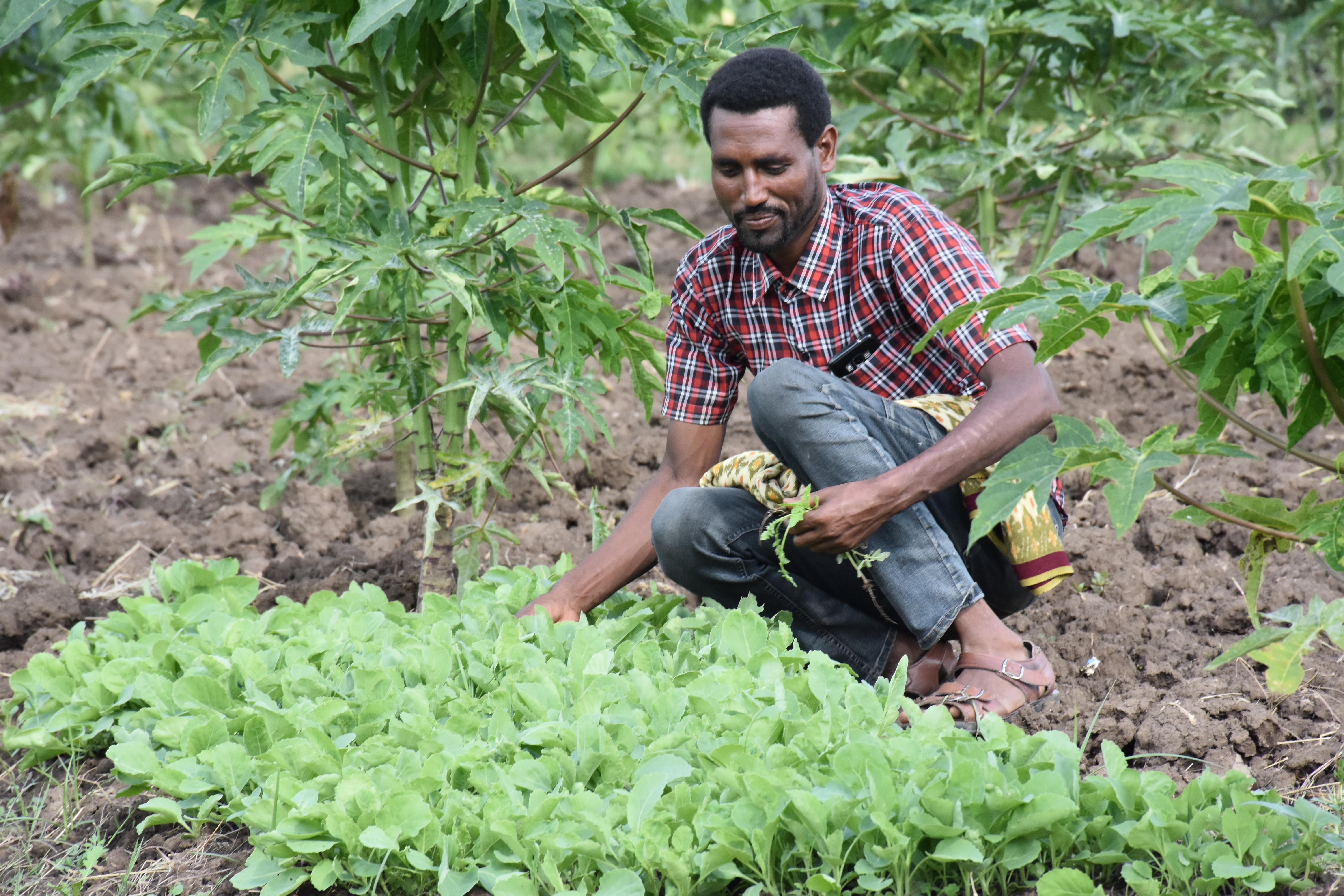 Een kweker in het Ethiopische Tigray teelt sla en papaya: een voorbeeld voor de diversificatie van landbouw die kan bijdragen aan gezondere voeding en beter inkomen. Foto: Dawit Alemu