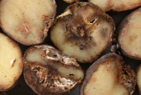 Potato blight, phytophthora