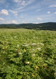 Reuzenberenklauw (Heracleum mantegazzianum) is een van de meest prominente invasieve planten in Europa, die vele hectares weidegrond bedekt. De invasie van deze plek in Tsjechië begon in de jaren '50. Foto: Jan Pergl.