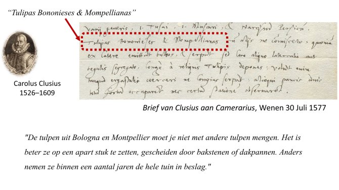 Photo of the letter from Clusius to Camerarious, Vienna 1577 (Leiden University Library)