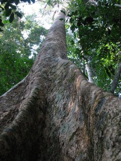 Hoge boomsoorten slaan meer biomassa op en zorgen voor een snellere groei van biomassa dan kleinere soorten. (foto: Roel Brienen)