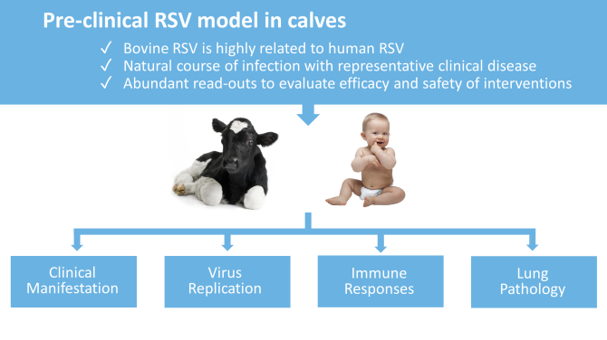 Pre-clinical RSV model image.png