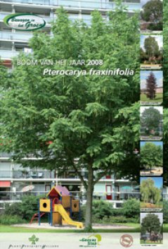 Met de boom van het jaar 2008: Pterocarya fraxinifolia