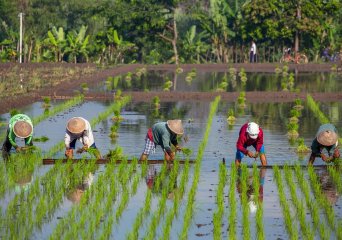 row of five farmers harvesting rice in rice field