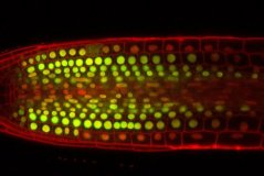 R2D2 root: Cells in which the core is yellow (green + red) have little auxin