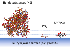 Figure 1: Schematic representation of HS, PO4, and LMWOA at an iron (hydr)oxide surface