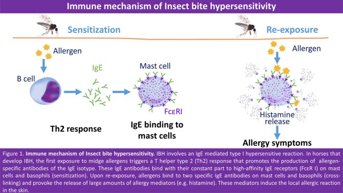 Figure 1. Immune mechanism of Insect bite hypersensitivity. IBH involves an IgE mediated type 1 hypersensitive reaction. In horses that develope IBH, the first exposure to midge allergens triggers a T helper type 2 (Th2) response that promotes the production of allergen-specific antibodies of the IgE isotype. These IgE antibodies bind with their constant part to high-affinity IgE receptors (FceR 1) on mast cells and basophils (sensitisation). Upon re-exposure, allergens bind to two specific IgE antibodies on mast cells and basophils (cross-linking) and provoke the release of large amounts of allergy mediators (e.g. histamine). These mediators induce the local allergic reaction in the skin.