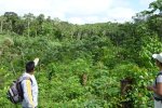 Early succession in manioc field and secondary forest at the back