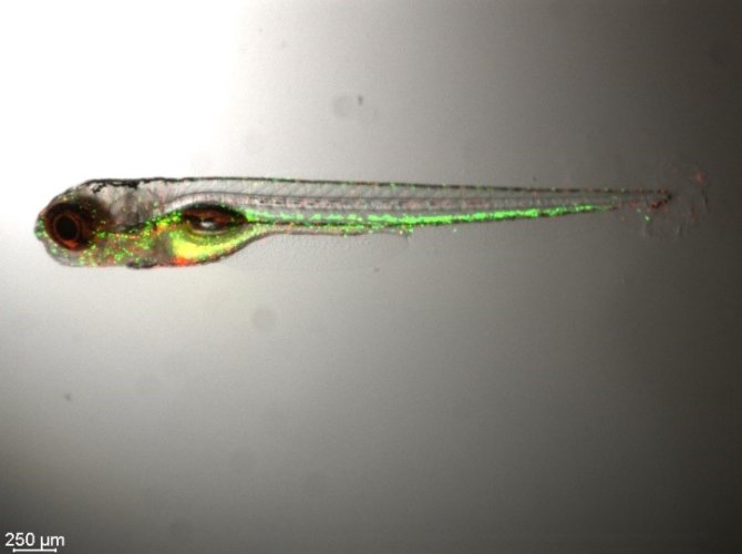 zebrafish.fig.1.jpg