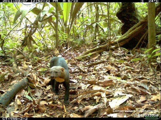 Een tayra (Eira Barbara) in het Yasuni National Park in Ecuador. Beeld: Tropical Ecology Assessment and Monitoring Network.