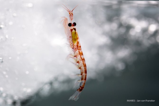 Zeeijs trekt Antarctisch krill aan, een sleutelsoort in de voedselketen, maar ook een soort waarop internationale visserij zich in toenemende mate richt. De foto van deze krill werd genomen in een aquarium in een donkere koelcontainer aan boord.