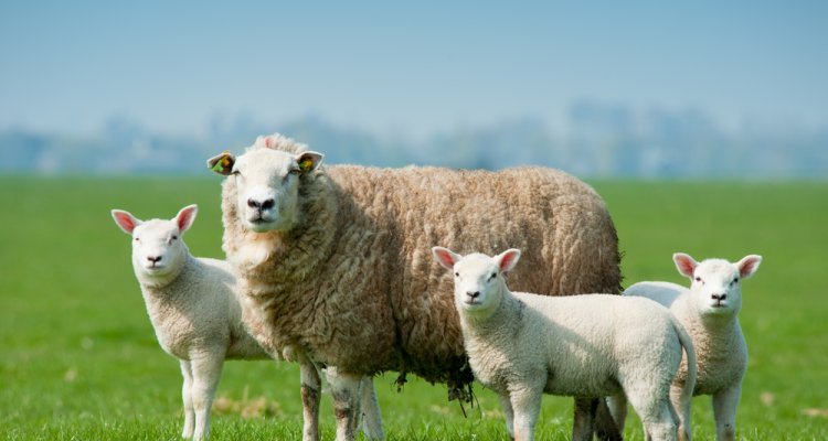 Diagnostics: Sheep, goat and camelid