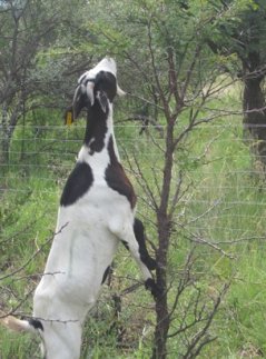Direct observation of free-ranging goat during the experiment