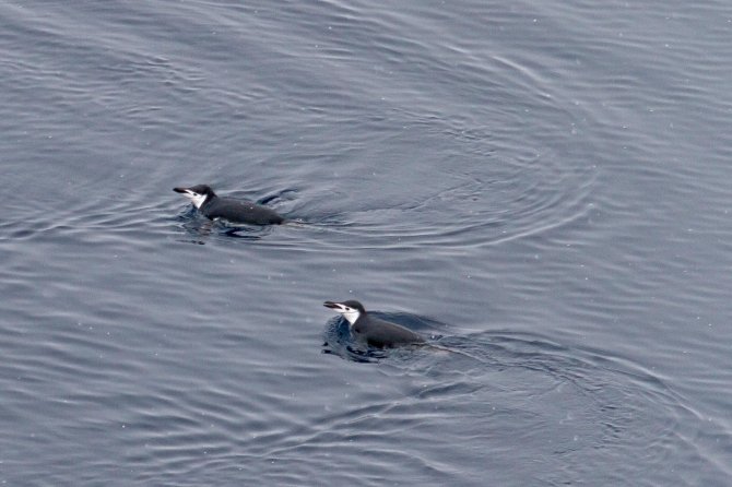Keelband pinguins kiezen deels ook het ruime sop ten noorden van het zeeijs.
