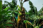 Bananenboom met Panamaziekte