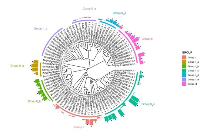 Figure: The phylogenetic tree of 85 SlWRKYs with their expression levels upon recognition of the Avr4 effector of C. fulvum by the Cf-4 resistance protein of tomato.