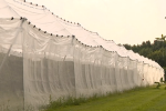 Nets over the orchard are effective against Drosophila Suzukii