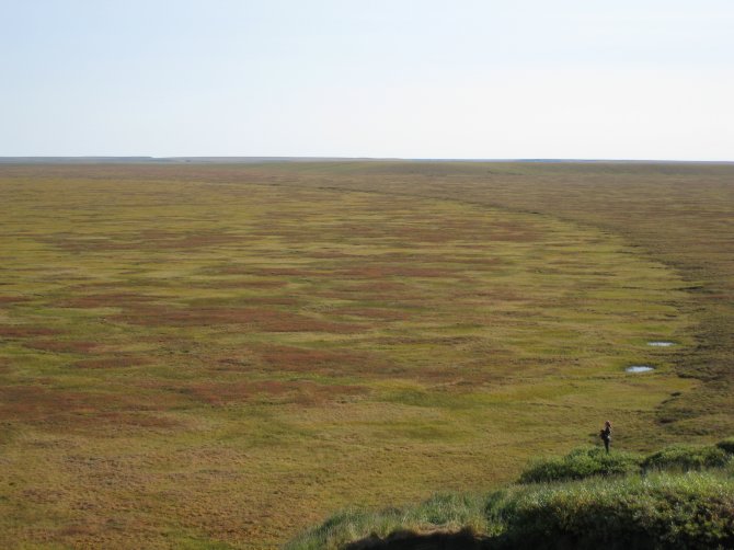 Toendra in Oost-Siberië: vegetatie van rode struiken in de herfst en groen gras